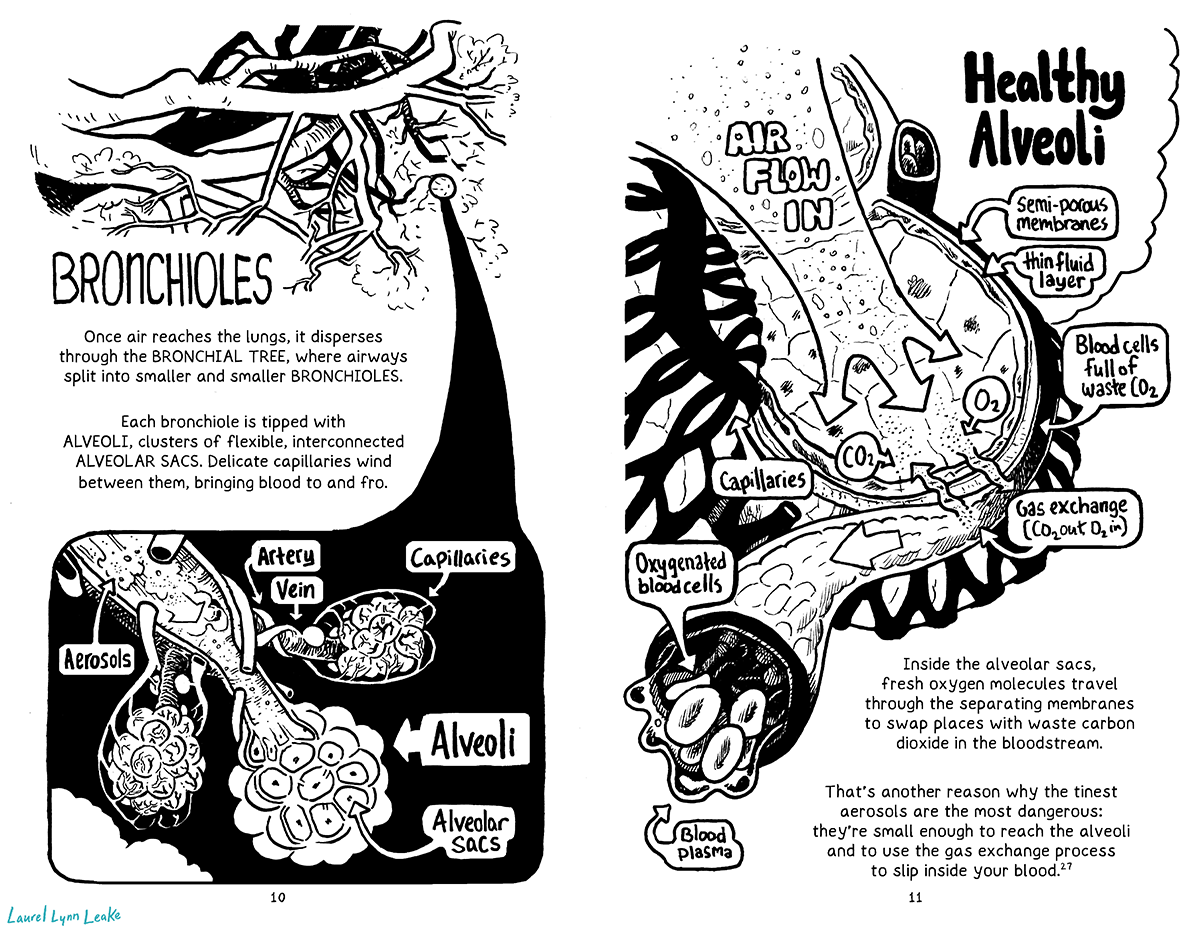 L: A drawing of overlapping branch shapes takes over the top of the page, each branch getting narrower and narrower until it gets to something like “leaves”. A circle around that “leafy” area points to a zoomed in version at the bottom of the page. We see there that the “leaves” were actually more akin to bunches of grapes at the ends of the branches. Stylized handwritten text announces them as “Bronchioles”. Text underneath says “Once air reaches the lungs, it disperses through the BRONCHIAL TREE, where airways split into smaller and smaller BRONCHIOLES. Each bronchiole is tipped with ALVEOLI, clusters of flexible, interconnected ALVEOLAR SACS. Delicate capillaries wind between them, bringing blood to and fro.” On the zoomed in drawing we see those details labeled. Veins and arteries wind around the branch-like bronchiole, and split into smaller capillaries. The whole “bunch” of grapes is labeled “alveoli” and the “grapes” are the “alveolar sacs”. We also see “aerosols” flow in through the brionchiole to the alveoli. R: “Healthy Alveoli” it says in big text, next to a cross-section of an alveolar sac. We see a translucent feeling arrow flow in and split into multiple directions labeled “air flow in”. It comes over a honeycomb-like shape of different cells with shadows of nuclei inside of them. And at the cut edge, two arrows explain a narrow couple of layers between the cells and the air. These are labeled “thin fluid layer” and “semi-porous membrane”. Then below we see this membrane in action, as wiggly arrows bring CO2 out and O2 into a capillary. It’s labeled “gas exchange, CO2 out, o2 in” and we see a label along the same capillary that says “blood cells full of waste CO2” above the gas exchange, and then at the other end “oxygenated blood cells”. We see the cells themself burst forth from the cut capillary surrounded by fluid labeled “blood plasma”. Text explains “Inside the alveolar sacs, fresh oxygen molecules travel through the separating membranes to swap places with waste carbon dioxide in the bloodstream. That’s another reason why the tinest aerosols are the most dangerous: they’re small enough to reach the alveoli and to use the gas exchange process to slip inside your blood. e27”