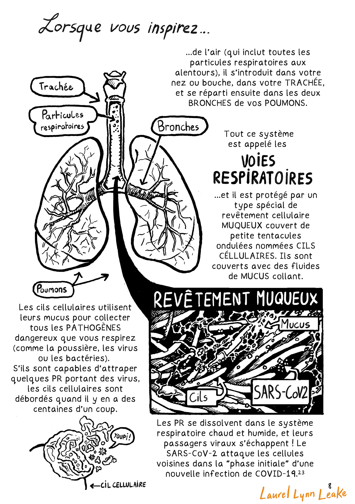 « Lorsque vous inspirez... de l'air (qui inclut toutes les particules respiratoires aux alentours), il s'introduit dans votre nez ou bouche, dans votre trachée, et se réparti ensuite dans les deux BRONCHES de vos POUMONS ». On voit une trachée remplie avec des particules respiratoires, et des bronches remplissant des poumons transparents. « Tout ce système est appelé les VOIES RESPIRATOIRES ...et il est protégé par un type spécial de revêtement cellulaire MUQUEUX couvert de petite tentacules ondulées nommées CILS CELLULAIRES. Ils sont couverts avec des fluides de MUCUS collant. » On peut voir des cils cellulaires ondulants recouverts de mucus collants parsemé de SARS-CoV-2. « Les cils cellulaires utilisent leurs mucus pour collecter tous les PATHOGÈNES dangereux que vous respirez (comme la poussière, les virus ou les bactéries). S'ils sont capables d'attraper quelques PR portant des virus, les cils cellulaires sont débordés quand il y en a des centaines d'un coup. » Un dessin de virus fête son évasion alors qu'un texte indique « Les PR se dissolvent dans le système respiratoire chaud et humide, et leurs passagers viraux s'échappent! Le SARS-CoV-2 attaque les cellules voisines dans la « phase initiale » d'une nouvelle infection de COVID-19 (23). »
