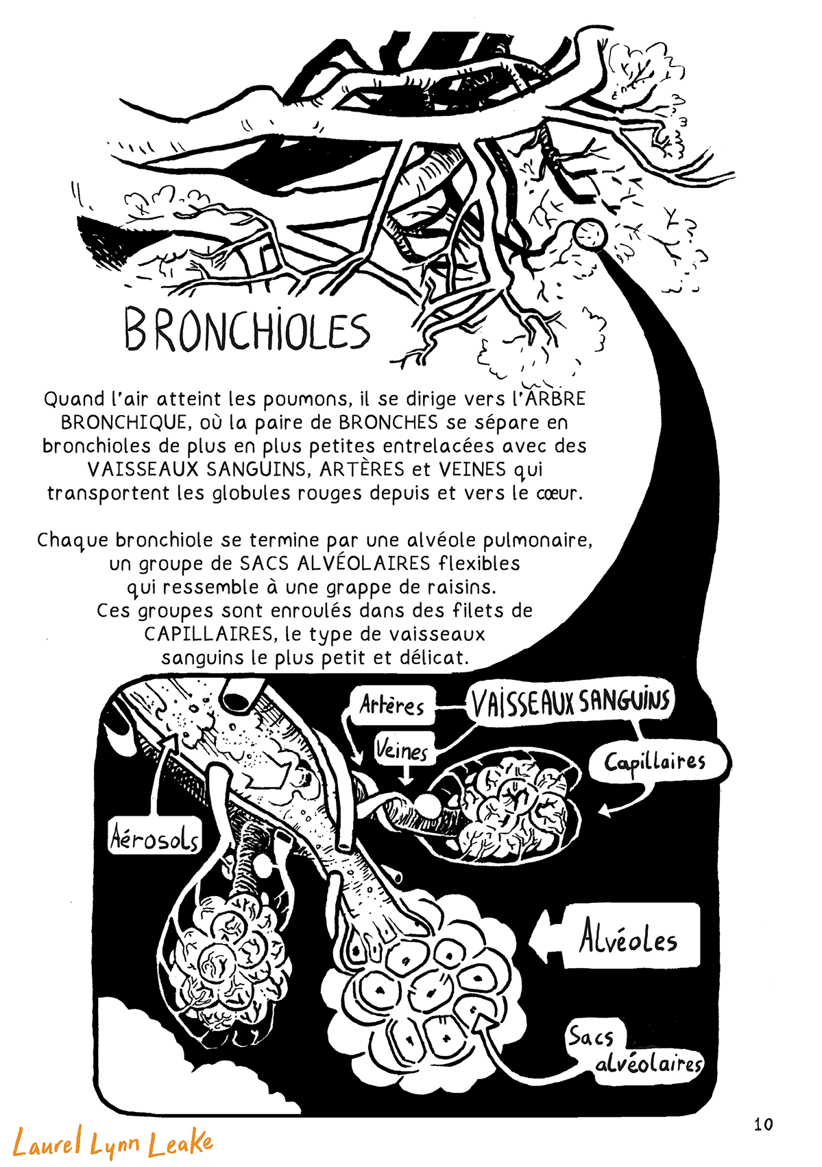 Des branches recouvrent le haut de la page, chaque branche se séparant et s'affinant en brindilles. Un cercle zoome sur les brindilles pour montrer des grappes appelées « bronchioles ». Le texte dessous dit « quand l'air atteint les poumons, il se dirige vers l'ARBRE BRONCHIQUE, où la paire de BRONCHES se sépare en bronchioles de plus en plus petites entrelacées avec des VAISSEAUX SANGUINS, ARTÈRES et VEINES qui transportent les globules rouges depuis et vers le cœur. Chaque bronchiole se termine par une alvéole pulmonaire, un groupe de SACS ALVÉOLAIRES flexibles qui ressemble à une grappe de raisins. Ces groupes sont enroulés dans des filets de CAPILLAIRES, le type de vaisseaux sanguins le plus petit et délicat. » Ces détails sont montrés dans le dessin, où les veines et artères s'enroulent autour des bronchioles/branches et se séparent en plus petits capillaires. Un groupe de grappes est marqué « alvéole » avec des « sacs alvéolaires » individuels. Des « particules fines » naviguent à travers les bronchioles.